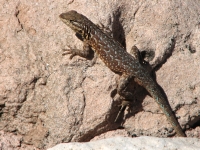 Spotted Lizard